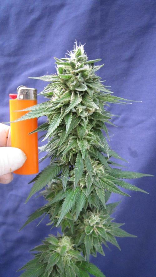 Banana 🍌 Gold Rush  🏆💰🌟. Week 22 - BGR