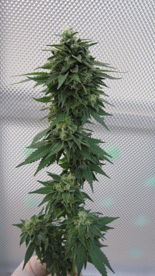 Banana 🍌 Gold Rush  🏆💰🌟. Week 22 - BGR