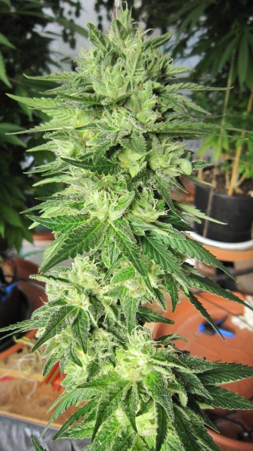 Banana 🍌 Gold Rush  🏆💰🌟. Week 22 - BGR