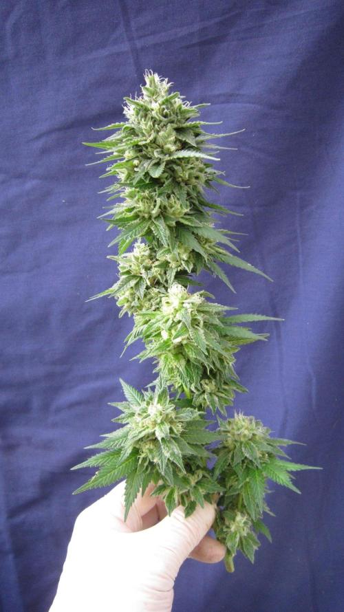 Banana 🍌 Gold Rush  🏆💰🌟. Week 22 - BGR