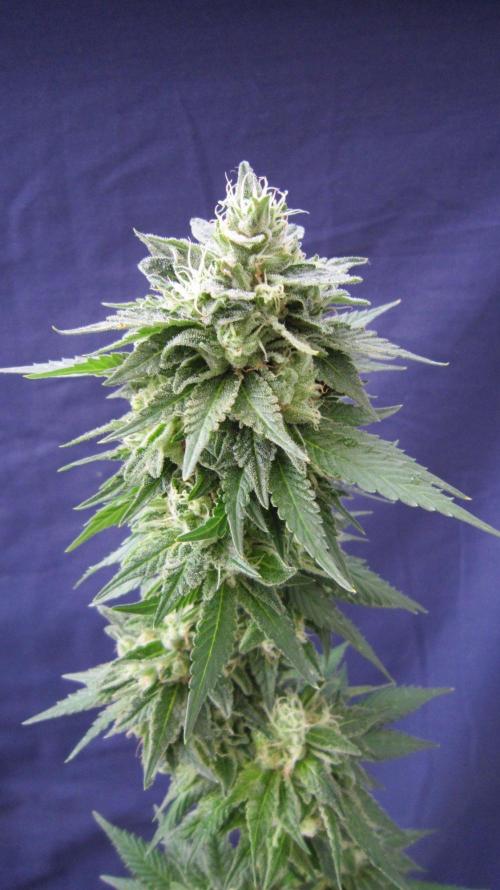 Banana 🍌 Gold Rush  🏆💰🌟. Week 22 - BGR
