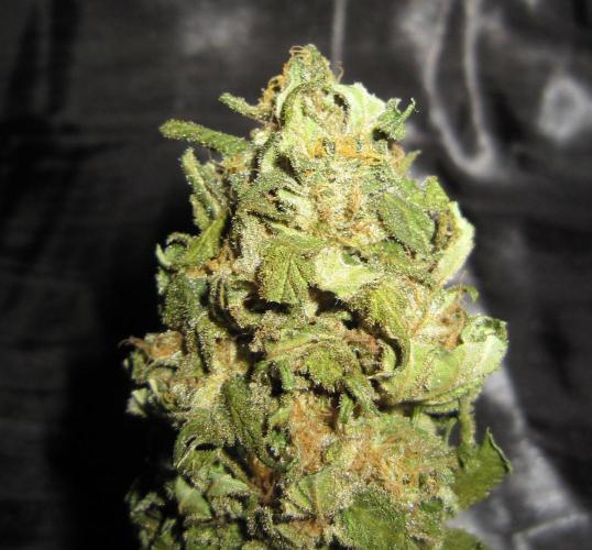 Banana 🍌 Gold Rush  🏆💰🌟. Week 22 - BGR