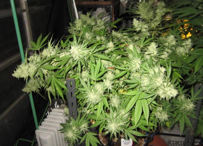 M.A.C.-Sensible Seeds-Premium Selection. Week 23 - M.A.C. - Start Harvest - 5:30 am