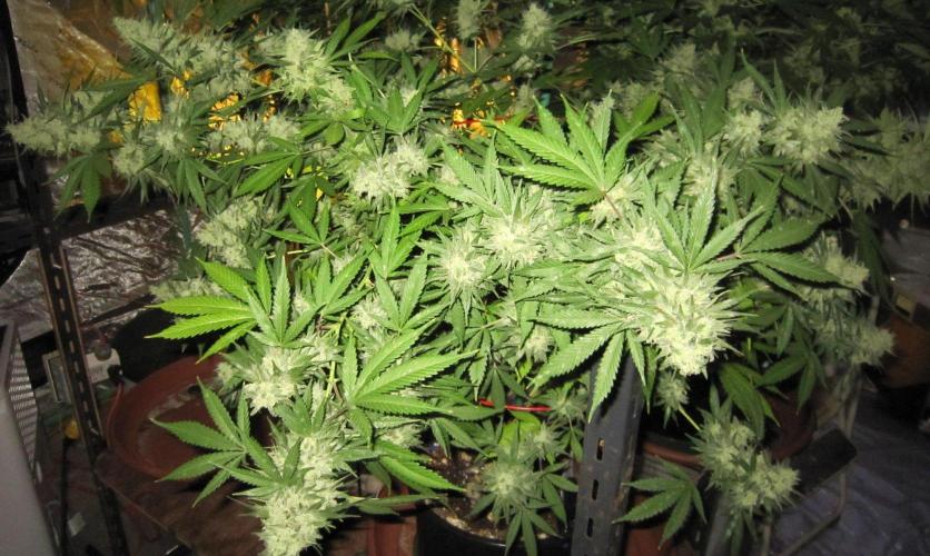 M.A.C.-Sensible Seeds-Premium Selection. Week 23 - M.A.C. - 5:30 am