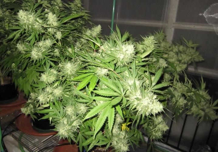 M.A.C.-Sensible Seeds-Premium Selection. Week 23 - M.A.C. - 5:30 am