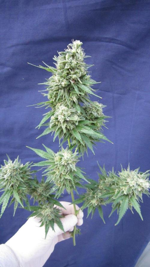 M.A.C.-Sensible Seeds-Premium Selection. Week 23 - M.A.C.