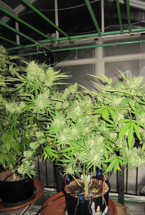 M.A.C.-Sensible Seeds-Premium Selection. Week 23 - M.A.C. - 5:30 am