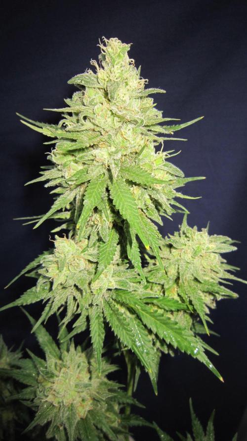 M.A.C.-Sensible Seeds-Premium Selection. Week 23 - M.A.C. 5:55 am