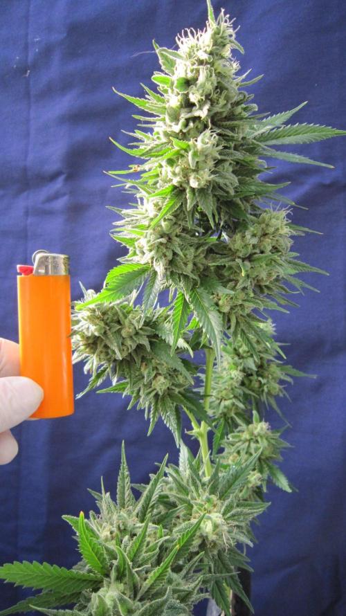 M.A.C.-Sensible Seeds-Premium Selection. Week 23 - M.A.C.