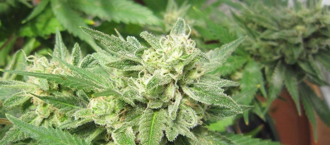 M.A.C.-Sensible Seeds-Premium Selection. Week 23 - M.A.C.