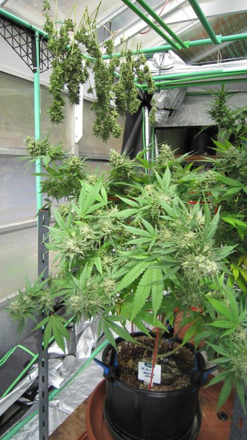M.A.C.-Sensible Seeds-Premium Selection. Week 23 - M.A.C.