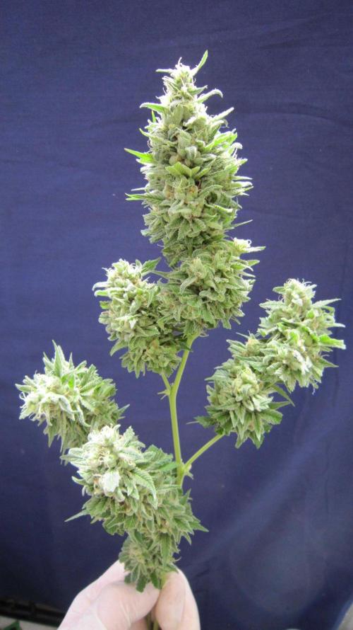 M.A.C.-Sensible Seeds-Premium Selection. Week 23 - M.A.C.
