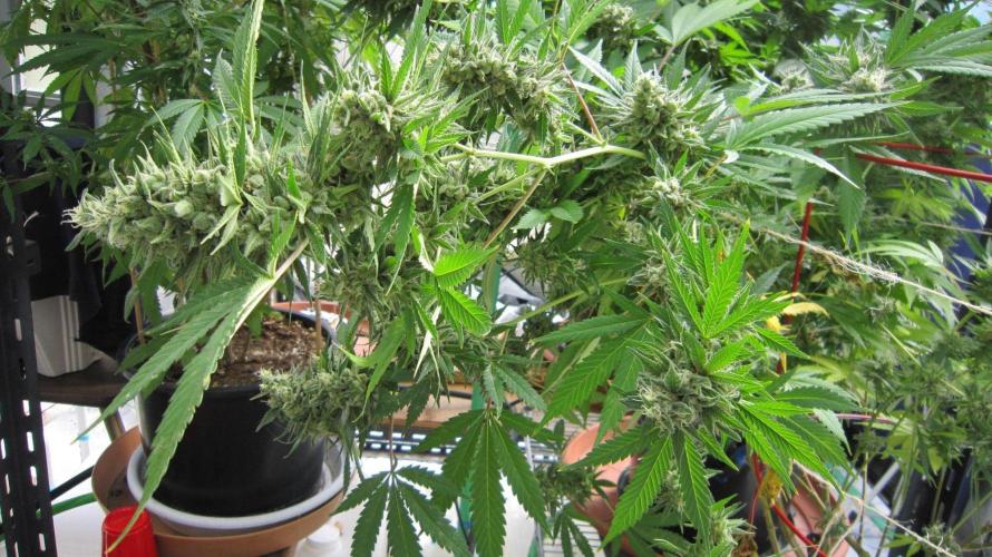 M.A.C.-Sensible Seeds-Premium Selection. Week 23 - M.A.C.