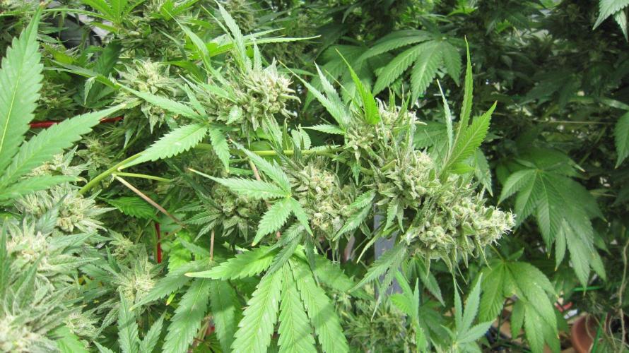 M.A.C.-Sensible Seeds-Premium Selection. Week 23 - M.A.C.