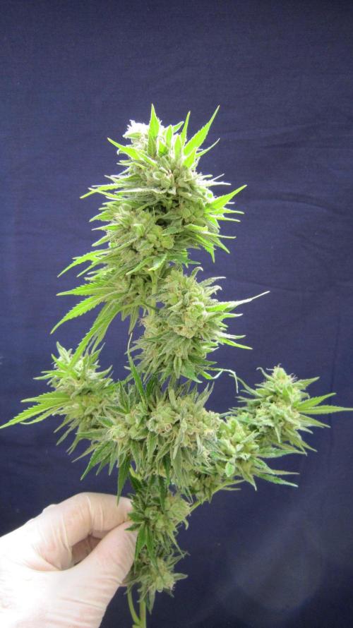 M.A.C.-Sensible Seeds-Premium Selection. Week 23 - M.A.C.