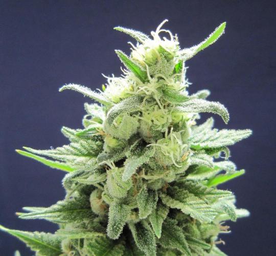 M.A.C.-Sensible Seeds-Premium Selection. Week 23 - M.A.C.