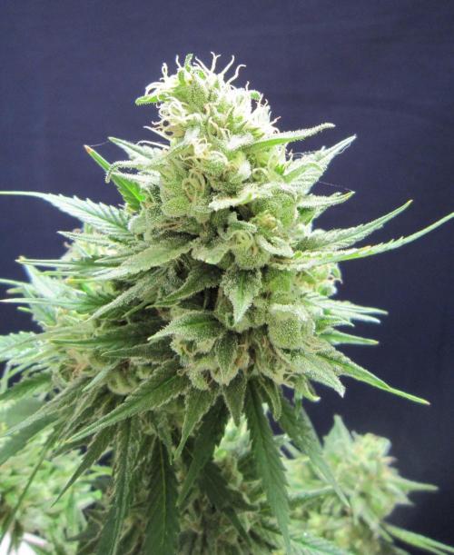 M.A.C.-Sensible Seeds-Premium Selection. Week 23 - M.A.C.