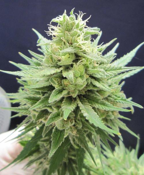 M.A.C.-Sensible Seeds-Premium Selection. Week 23 - M.A.C.