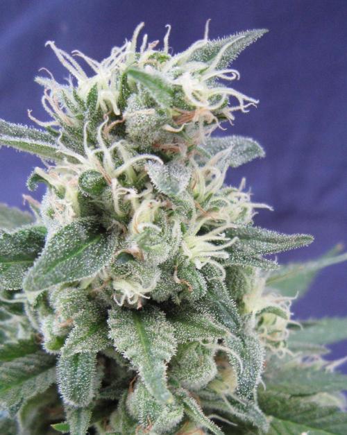 M.A.C.-Sensible Seeds-Premium Selection. Week 23 - M.A.C.