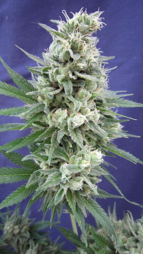 M.A.C.-Sensible Seeds-Premium Selection. Week 23 - M.A.C.