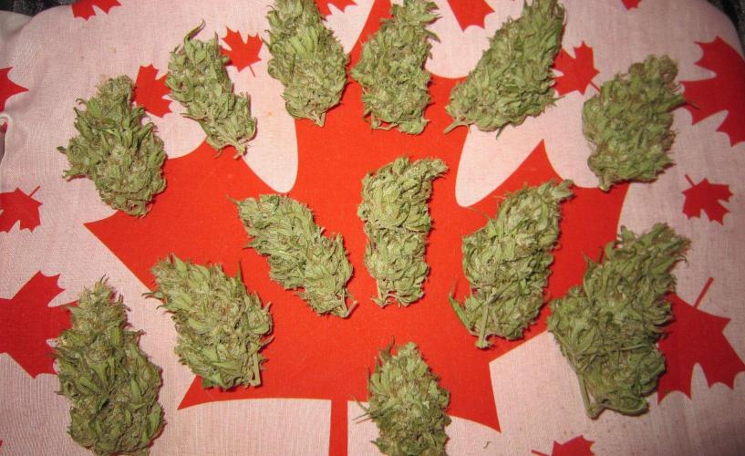 M.A.C.-Sensible Seeds-Premium Selection. Week 23 - M.A.C.