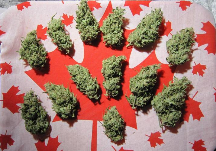 M.A.C.-Sensible Seeds-Premium Selection. Week 23 - Dry Buds of M.A.C.