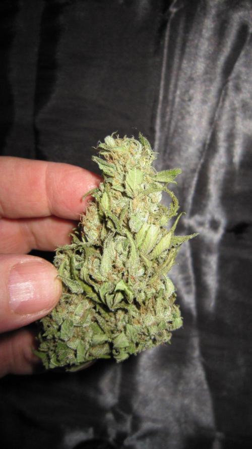 M.A.C.-Sensible Seeds-Premium Selection. Week 23 - M.A.C.
