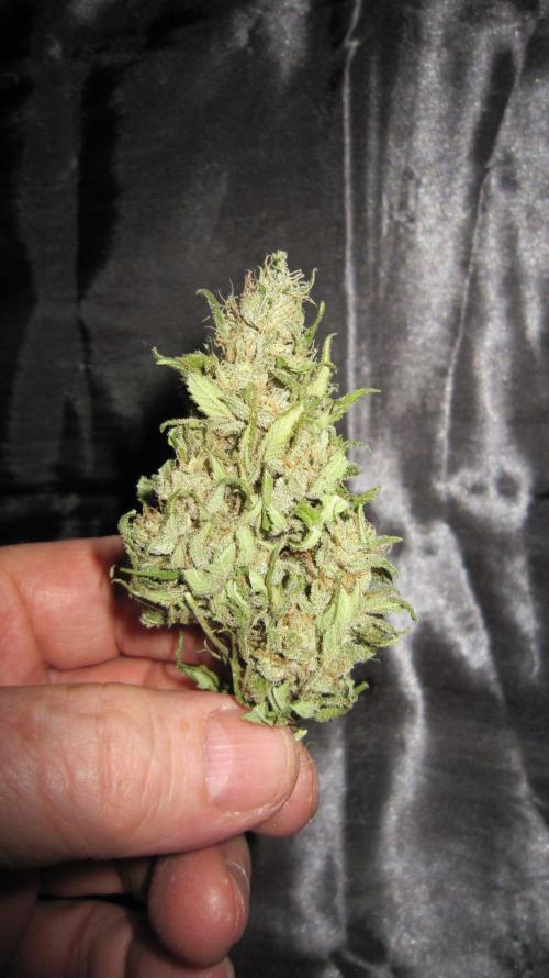 M.A.C.-Sensible Seeds-Premium Selection. Week 23 - M.A.C.