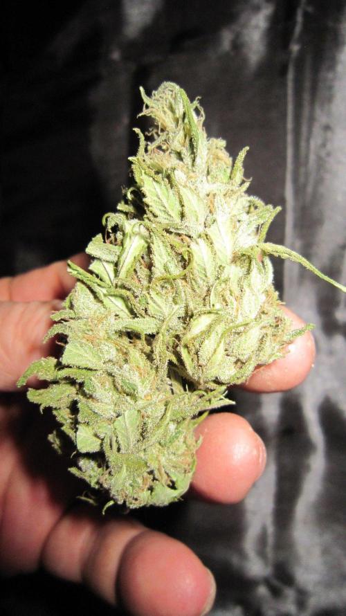 M.A.C.-Sensible Seeds-Premium Selection. Week 23 - M.A.C.
