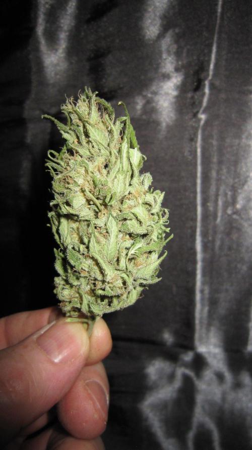 M.A.C.-Sensible Seeds-Premium Selection. Week 23 - M.A.C.