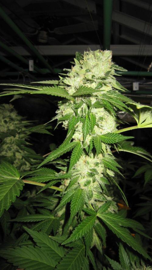 Gorilla Gelato - Ganja Seeds. Week 25 - Gorilla Gelato - GG -