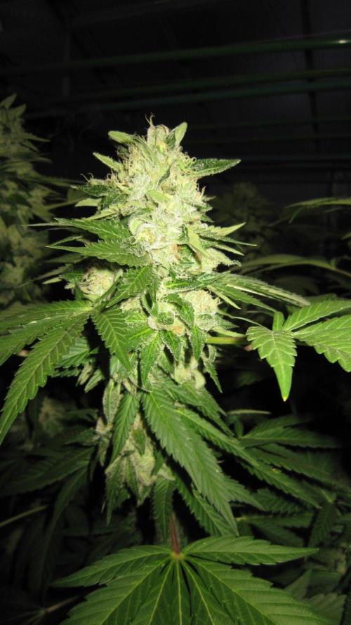 Gorilla Gelato - Ganja Seeds. Week 25 - GG