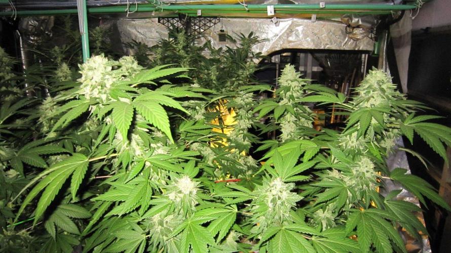 Gorilla Gelato - Ganja Seeds. Week 25 - Harvest Day - 5:30 am