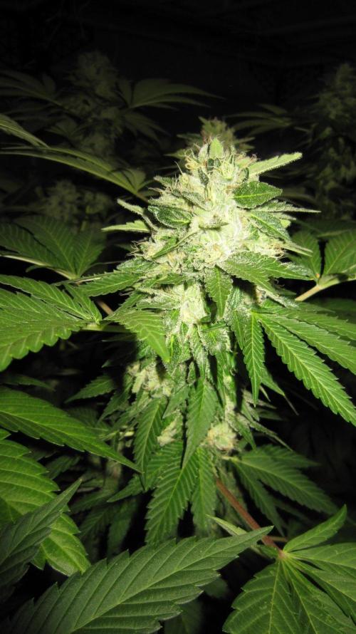 Gorilla Gelato - Ganja Seeds. Week 25 - GG