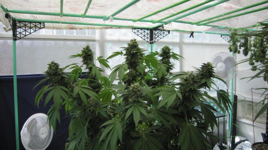 Gorilla Gelato - Ganja Seeds. Week 25 - GG - Ready to start.