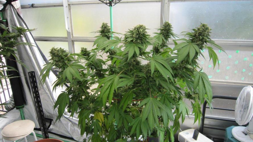 Gorilla Gelato - Ganja Seeds. Week 25 - GG
