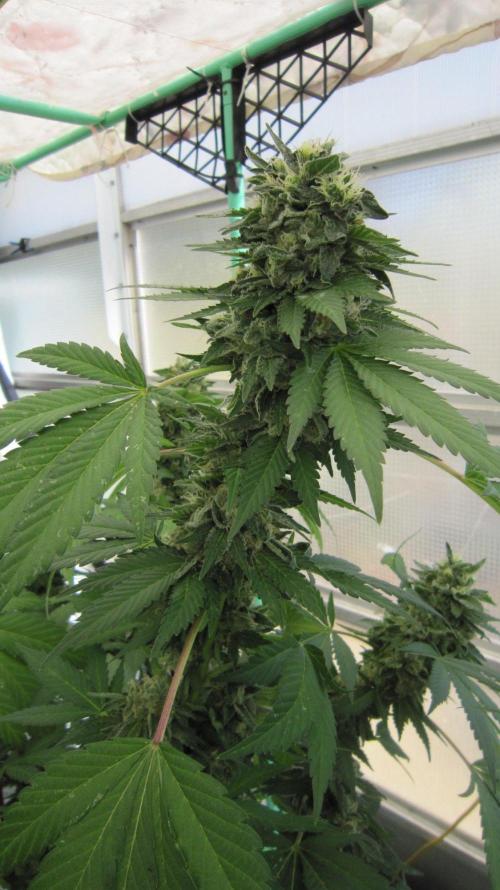 Gorilla Gelato - Ganja Seeds. Week 25 - GG