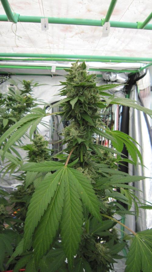 Gorilla Gelato - Ganja Seeds. Week 25 - GG