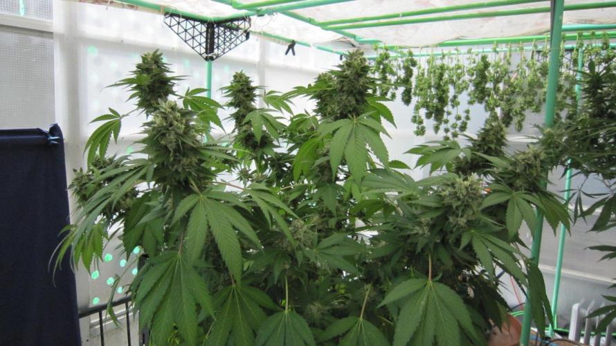 Gorilla Gelato - Ganja Seeds. Week 25 - GG
