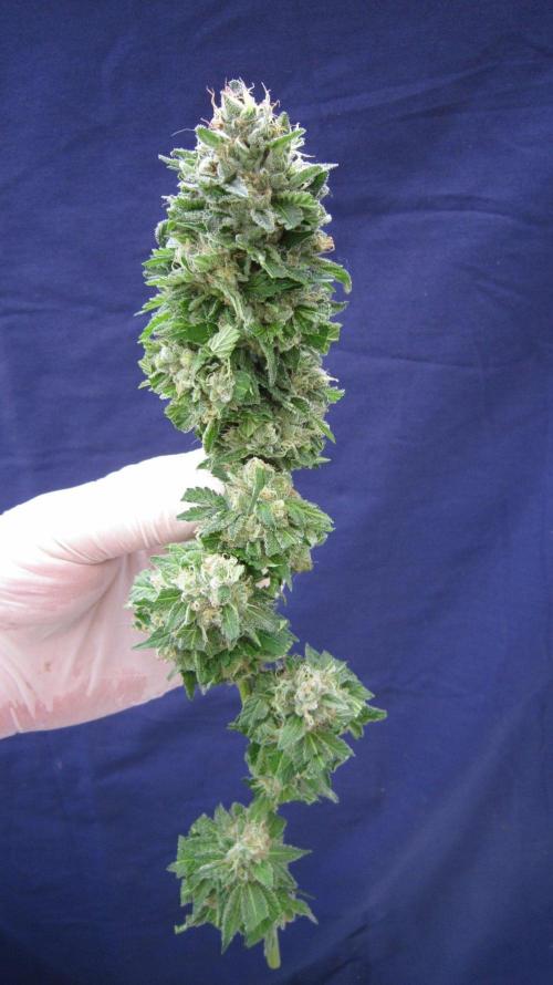 Gorilla Gelato - Ganja Seeds. Week 25 - GG - Trimmed up