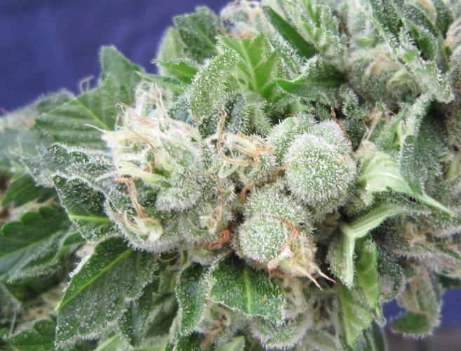 Gorilla Gelato - Ganja Seeds. Week 25 - GG