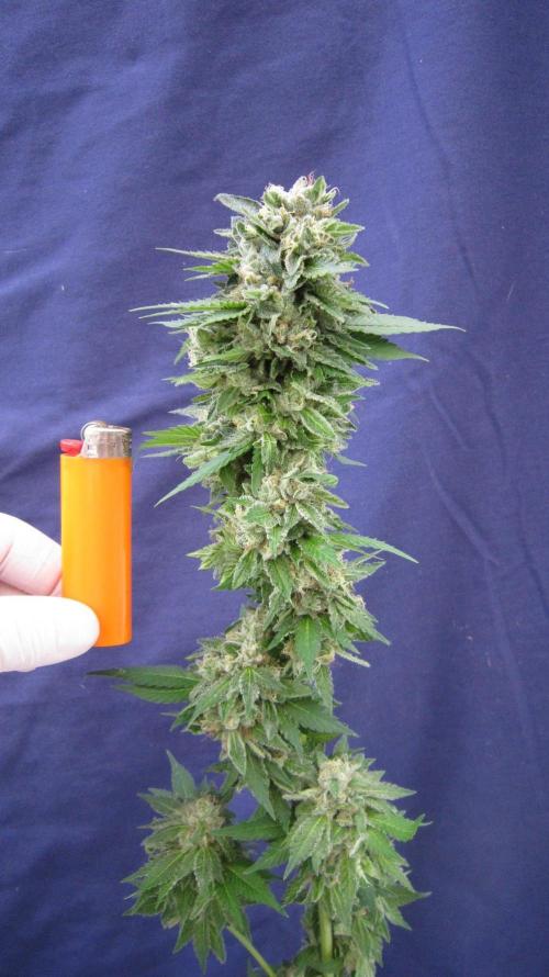 Gorilla Gelato - Ganja Seeds. Week 25 - GG