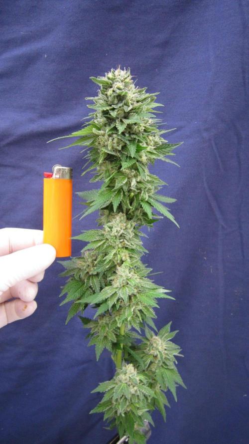 Gorilla Gelato - Ganja Seeds. Week 25 - GG