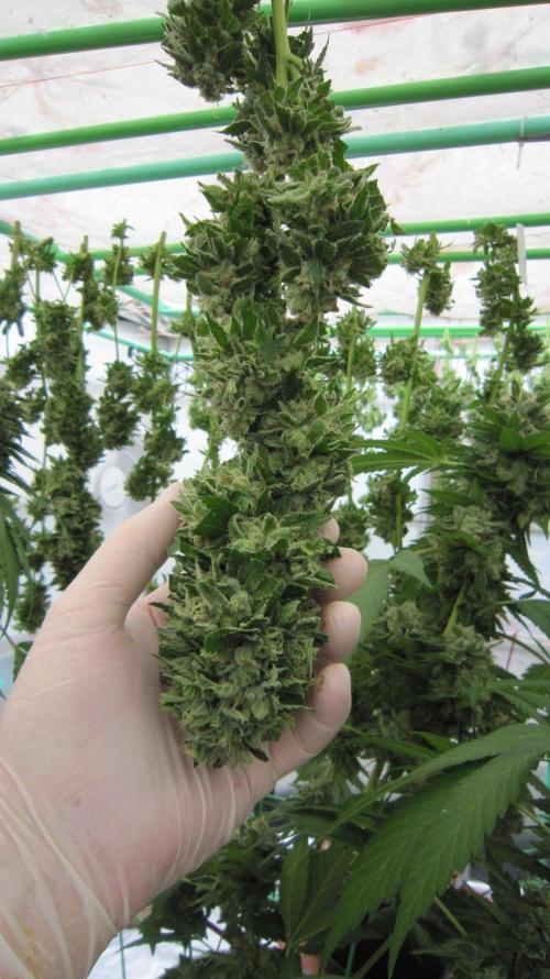 Gorilla Gelato - Ganja Seeds. Week 25 - Big Buds of GG