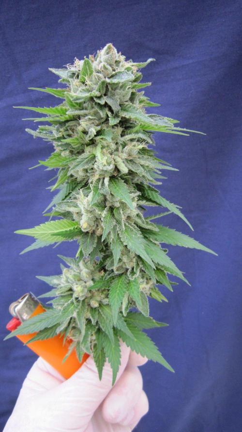 Gorilla Gelato - Ganja Seeds. Week 25 - GG