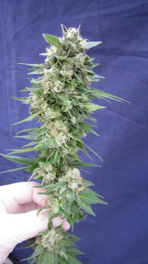 Gorilla Gelato - Ganja Seeds. Week 25 - GG