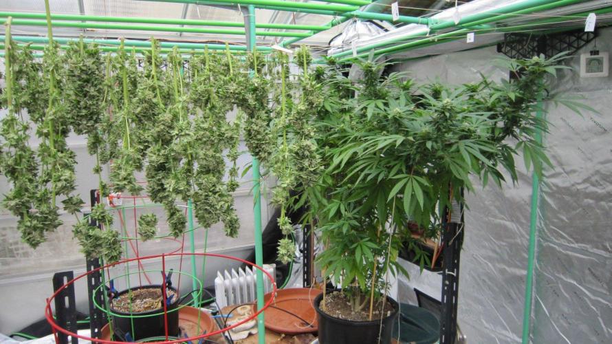 Gorilla Gelato - Ganja Seeds. Week 25 - There's the Sister GG. It's going to be harvested in a couple of weeks.