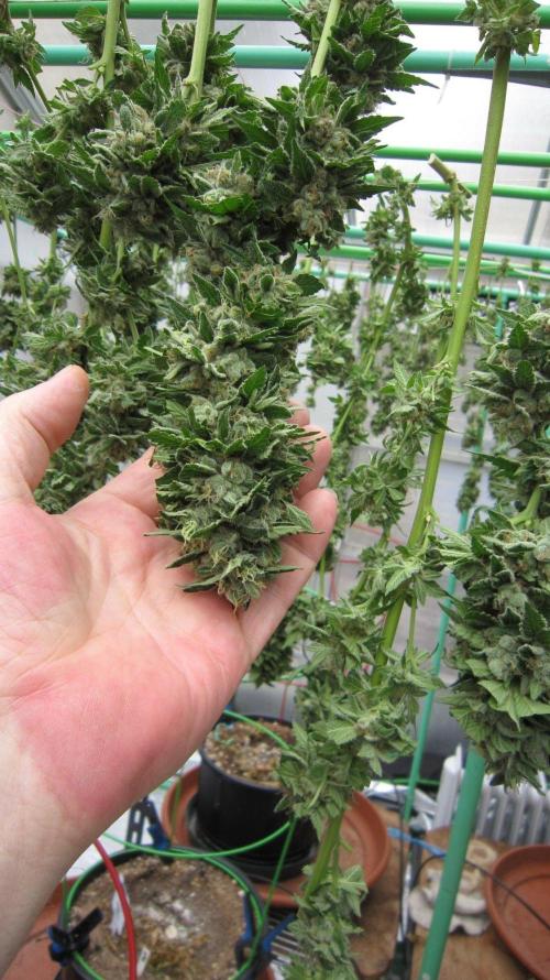 Gorilla Gelato - Ganja Seeds. Week 25 - GG