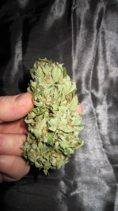 Gorilla Gelato - Ganja Seeds. Week 25 - GG
