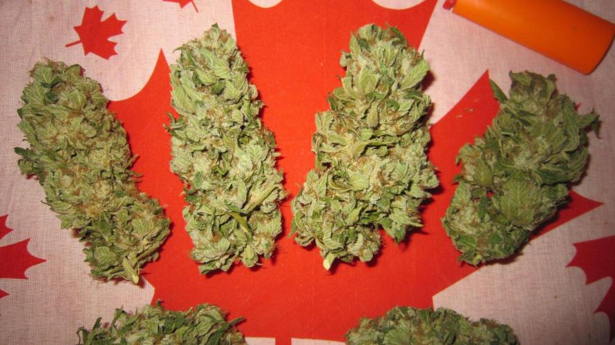 Gorilla Gelato - Ganja Seeds. Week 25 - Dry GG